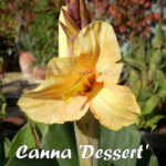 canna_dessert_0588-5787973